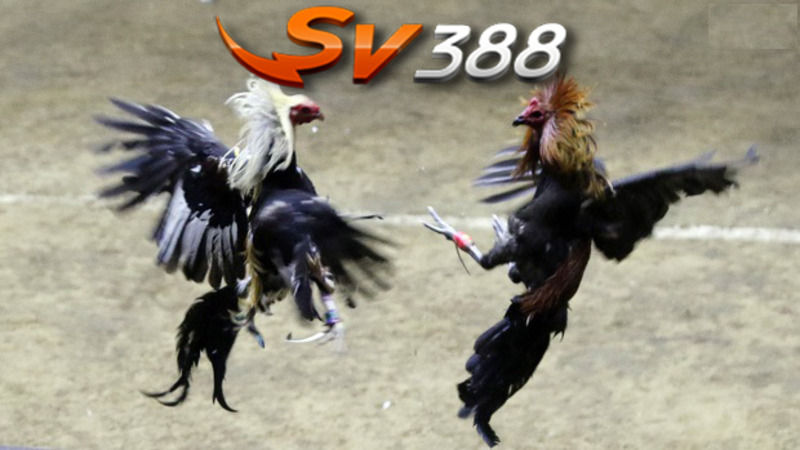 SV388 - Thỏa mãn đam mê đá gà