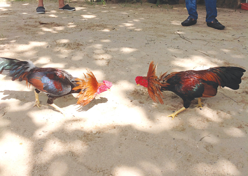 Khám phá lịch sử thú vị của đá gà Campuchia